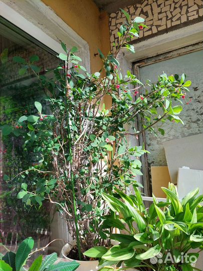 Молочай Миля