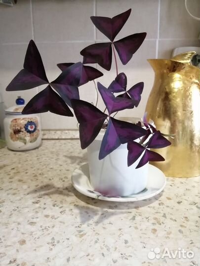 Комнатное растение оксалис(кислица)