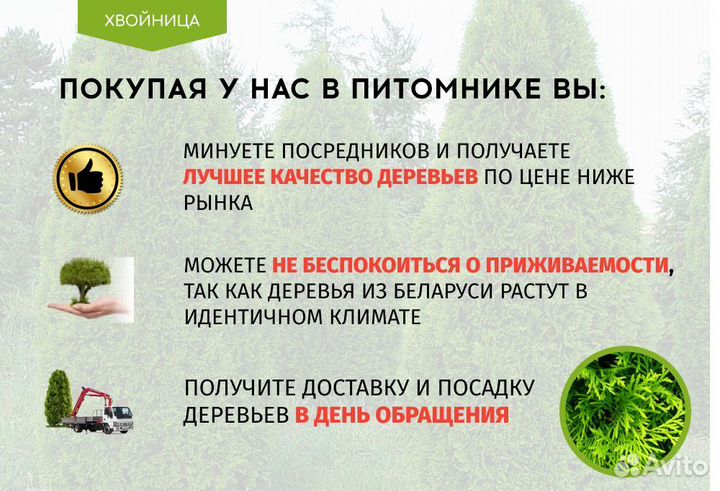 Туи крупномеры 4,5 м