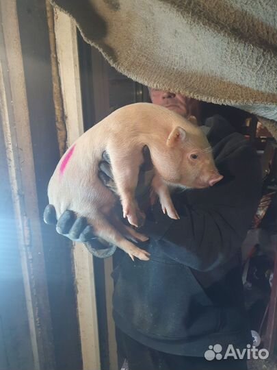 Вьетнамские поросята