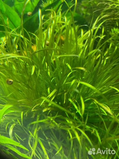 Гуппи, Меченосцы(рубин)