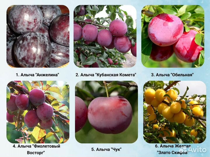 Саженцы Алычи, Сливы