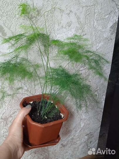 Аспарагус перистый