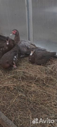 Инкубационное яйцо индоутки