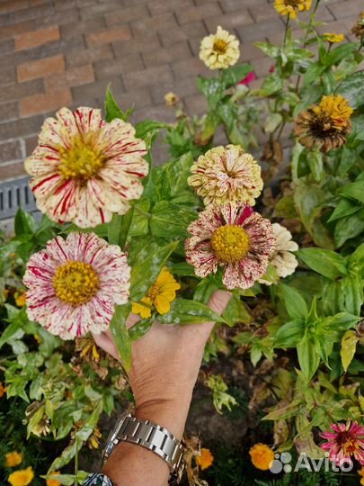 Цинии семена (3 вида)