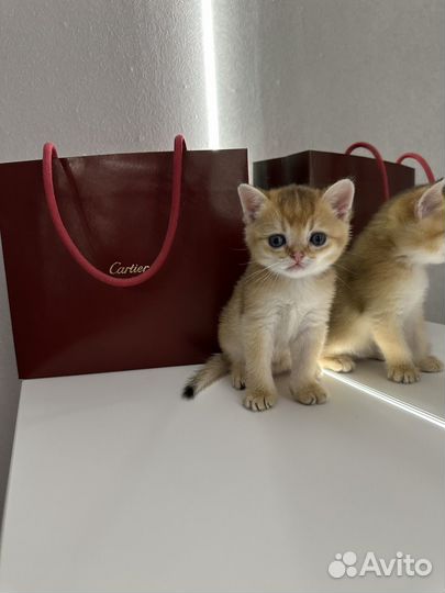 Шотландские котята золотая шиншилла
