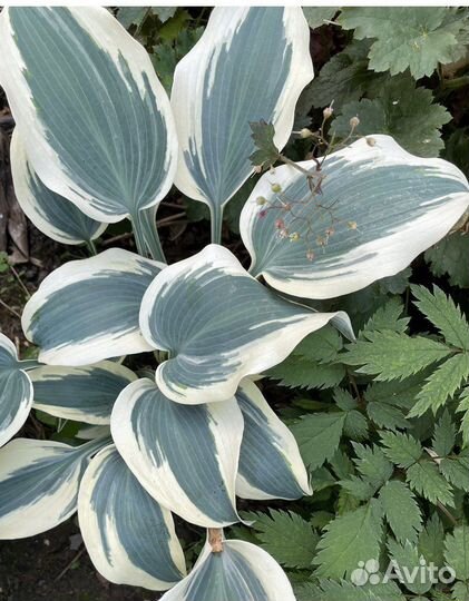 Хосты и др многолетние 2 часть