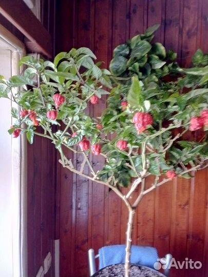 Перец острый Каролина рипер, плоды, рассада