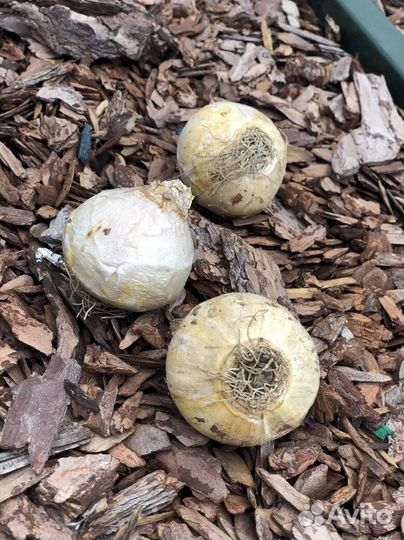 Луковицы Гиацинта