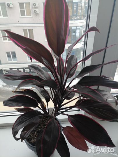 Кордилина мамбо