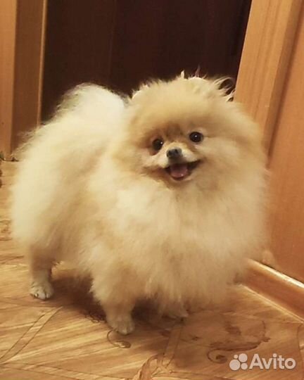 Померанский шпиц, вязка