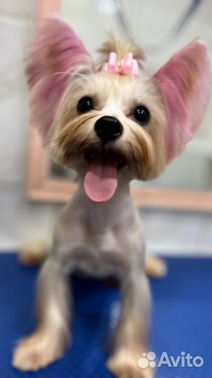 Стрижка собак