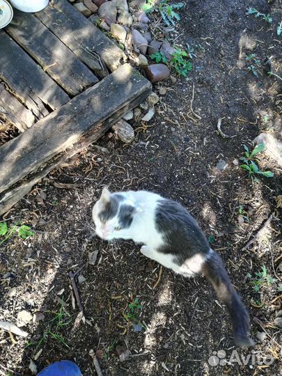 Кот только в самые заботливые руки