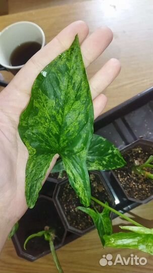 Сингониум моттлед