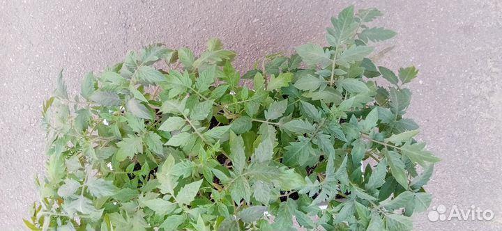 Рассада помидор,переца, баклажан