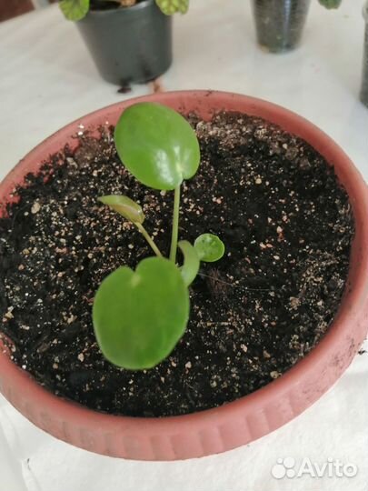 Комнатные цветы