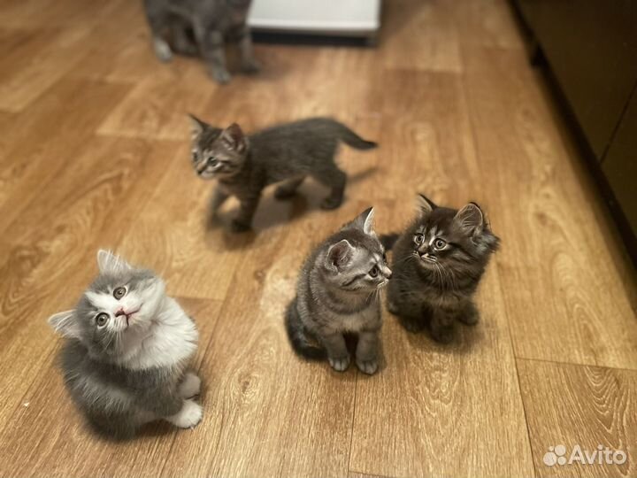 Британские котята