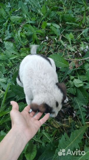 В хорошие руки