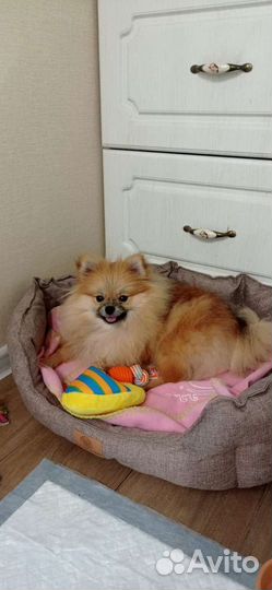 Шпиц девочка