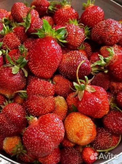 Рассада клубники