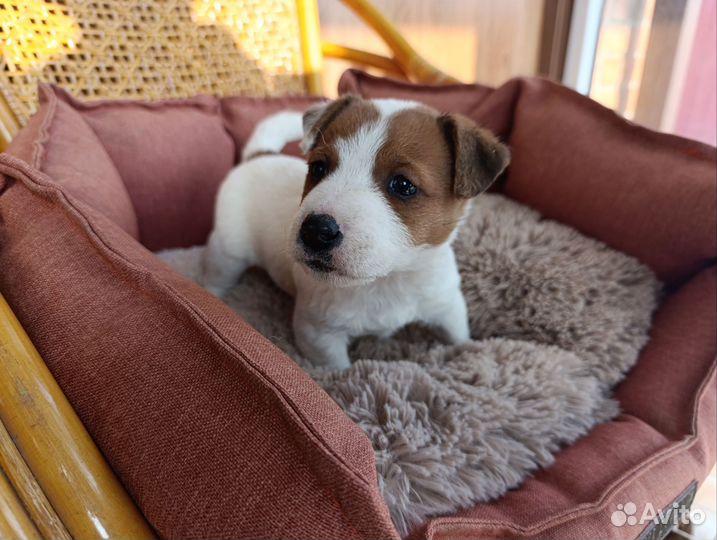 Щенки джек рассел терьер