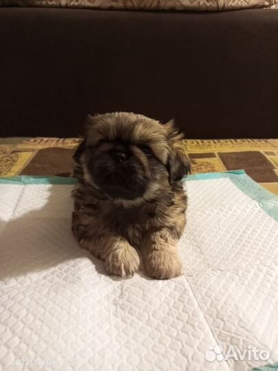 Щенки пекинеса