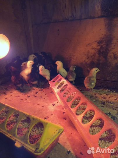 Индюшата хайбрид,бронза