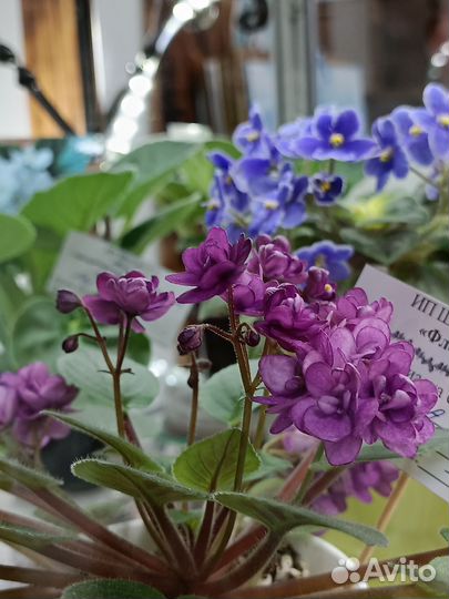 Сортовые фиалки