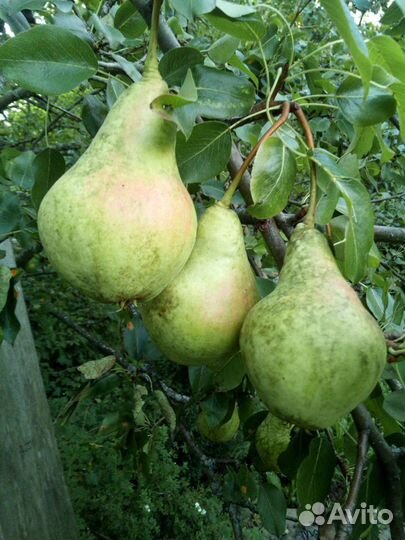 Плодово- ягодные и декоративные саженцы