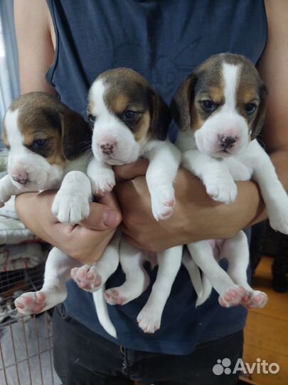 Девчули-красотули