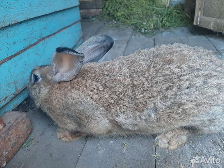 Рабочий крол, котные самки, доставка