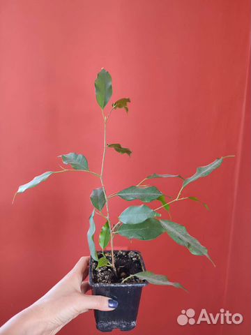 Фикус Бенджамина