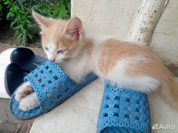 Рыжий чудик котик