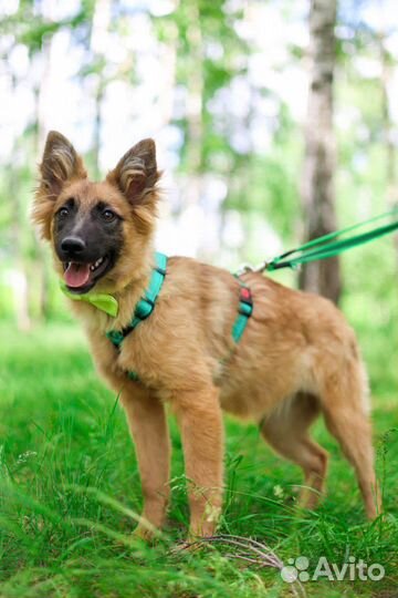Манго щенок и ужасное детство в приюте