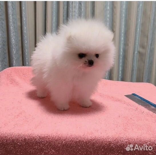 Померанский шпиц