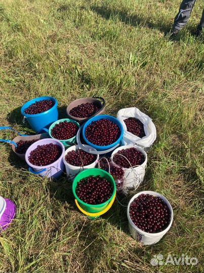 Вишня с доставкой