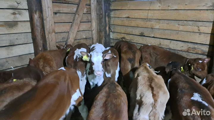 Телята бычки бесплатная доставка