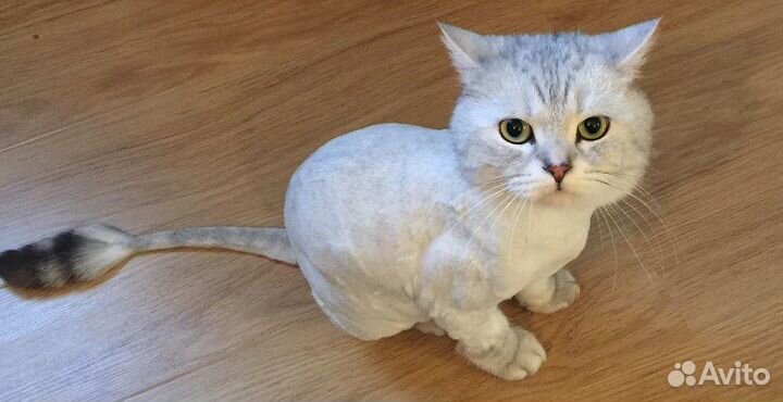 Стрижка кошек выезд на дом