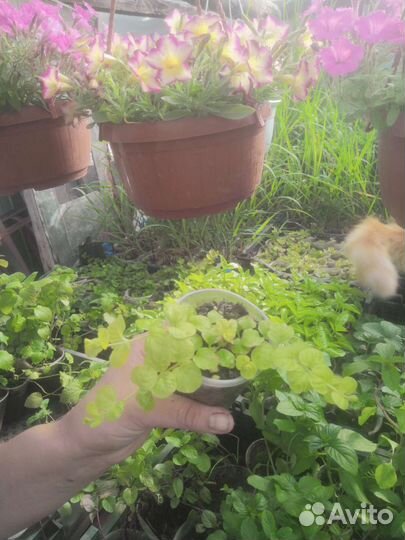 Вербейник монетчатый зелёный и аурея