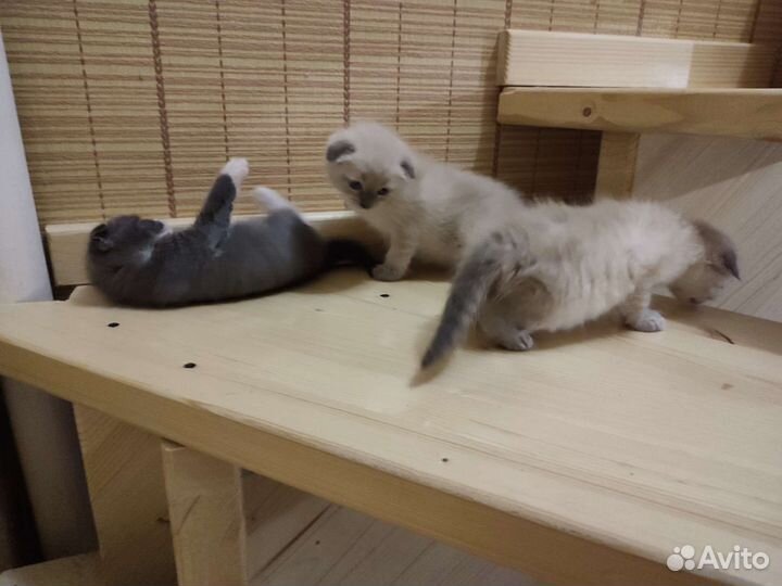 Котята в добрые руки шотландский вислоухий