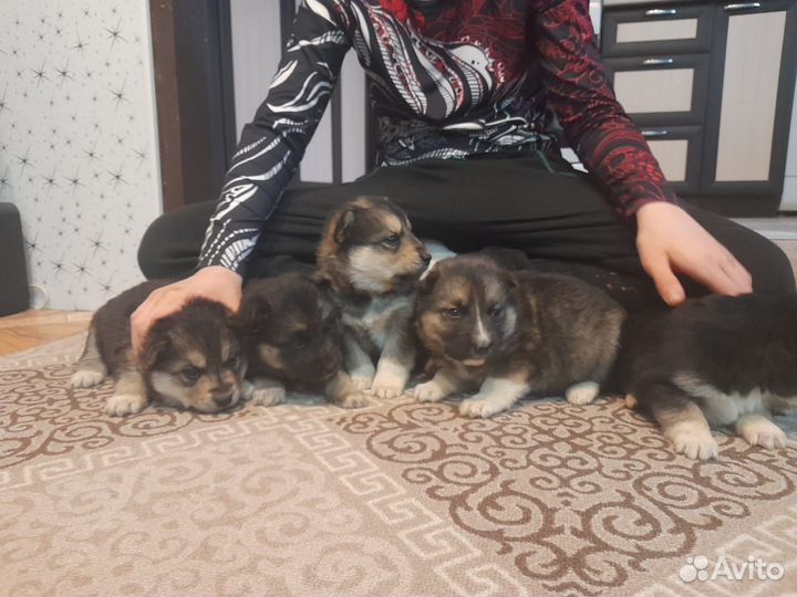 Отдам бесплатно щенки