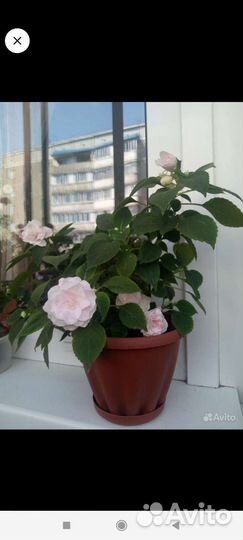 Комнатные цветы