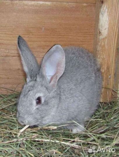 Мясо кролика