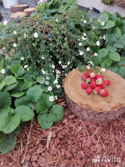 Кора лиственницы, сосны