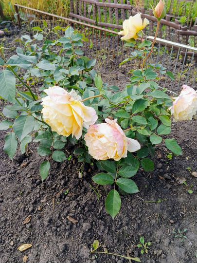 Дача 16 м² на участке 4 сот.