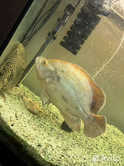 Аквариум с рыбами juwel vision 180л с тумбой