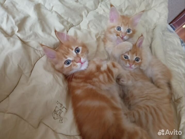 Мейнкунятки