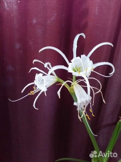 Зеферантус и Исмене