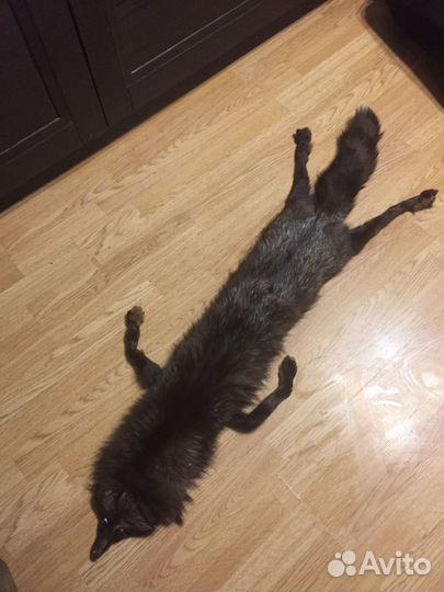 Лиса чулком с глазками