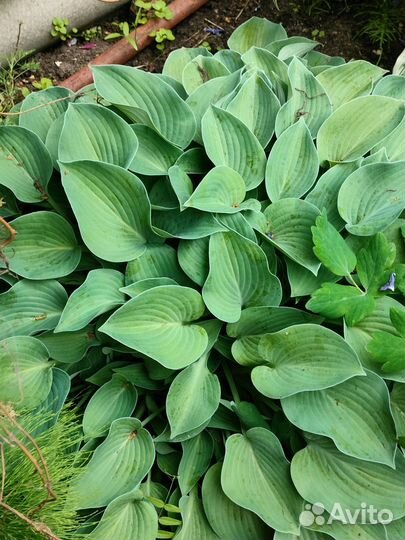 Продам хосты